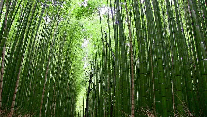 Renewable building material bamboo